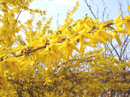 Branche du forsythia